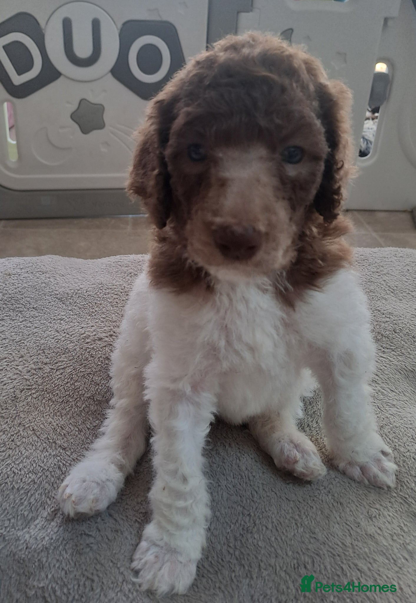 Standard Poodle dogs 1 Stunning brown parti girl  - Advert 15