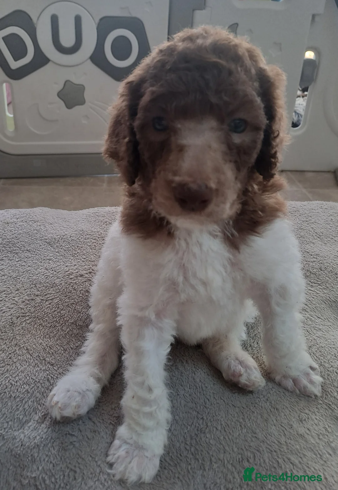 Standard Poodle dogs for sale: 1 Stunning brown parti girl  - Advert 1