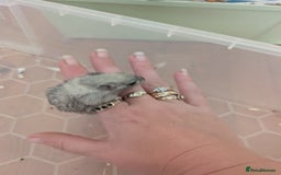 Gerbil rodents for sale: 1 female baby gerbil - Image 3