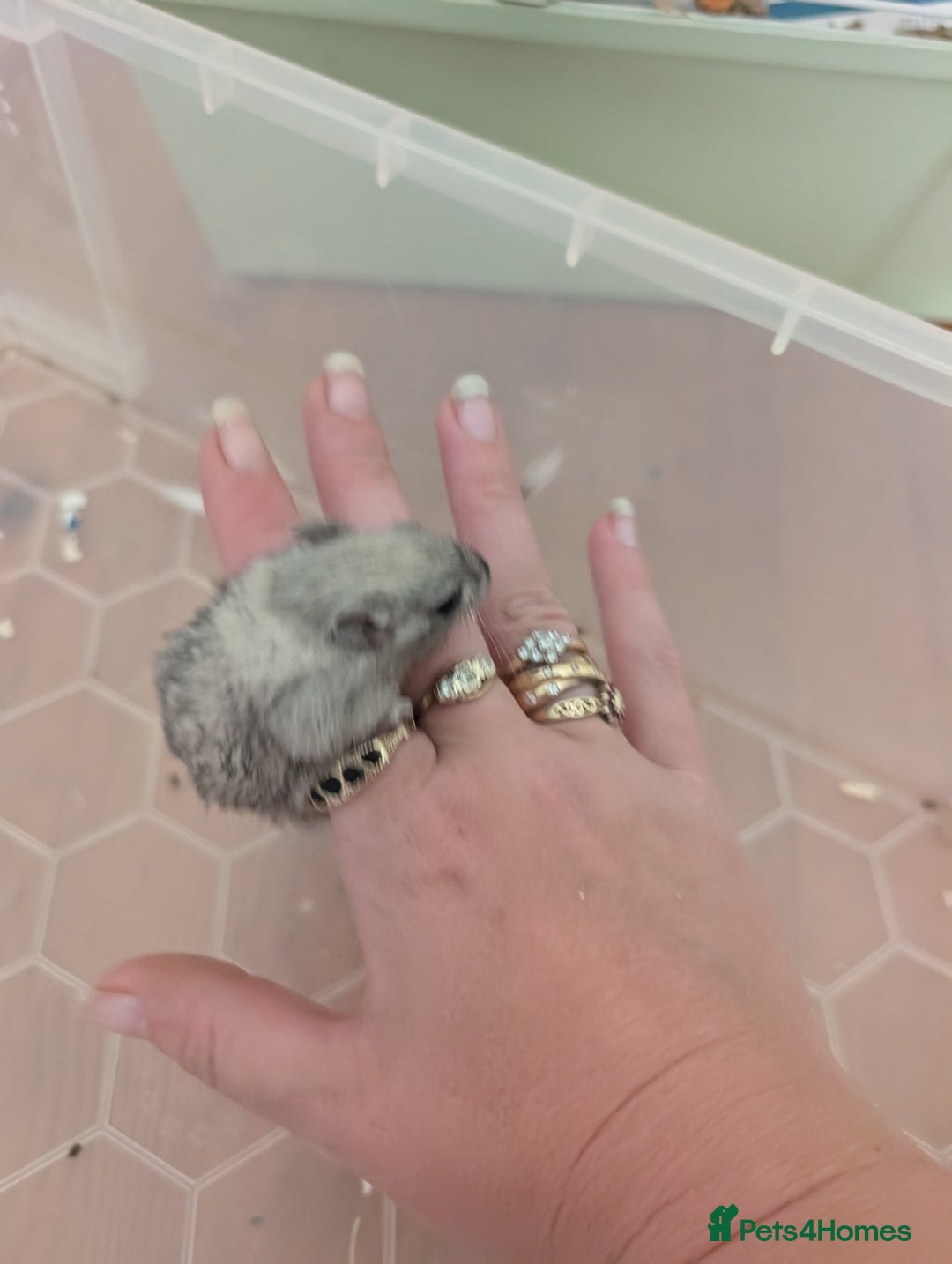 Gerbil rodents for sale: 1 female baby gerbil - Image 3