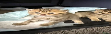 British Shorthair 1
