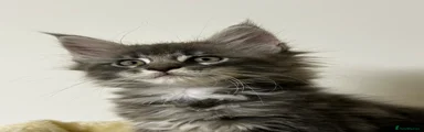 Maine Coon 2