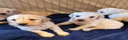 Goldendoodle dogs for sale: STUNNING GOLDEN DOODLES in Glasgow - Advert 6