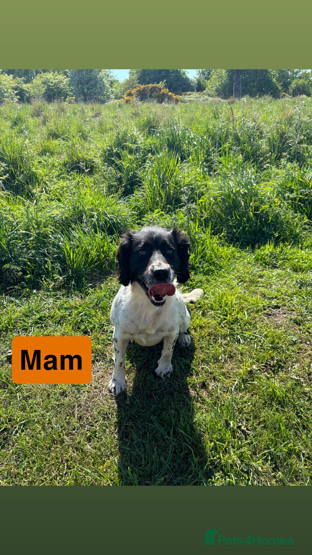 English Springer Spaniel dogs for sale: Gorgeous marked English Springer Spaniel pups  - Image 19