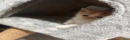 Mixed Breed cats for sale: 4 Gorgeous Kittens - Advert 11