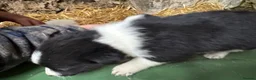 Border Collie dogs for sale: Cute border collies from Working parents - Advert 23