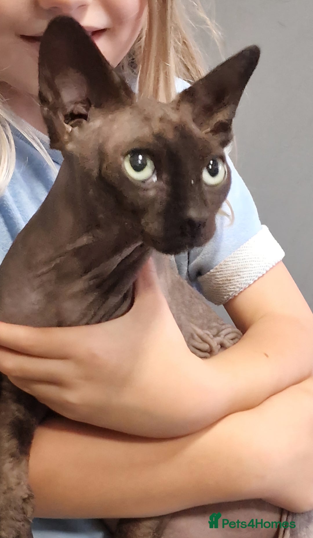 Sphynx cats for sale: Adult Canadian Sphynx for sale and Stud males  - Image 15