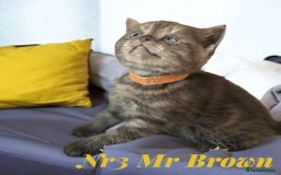 Scottish Fold cats for sale: 5 Full Pedigree Scottish Fold/Straight Kitens - Image 21