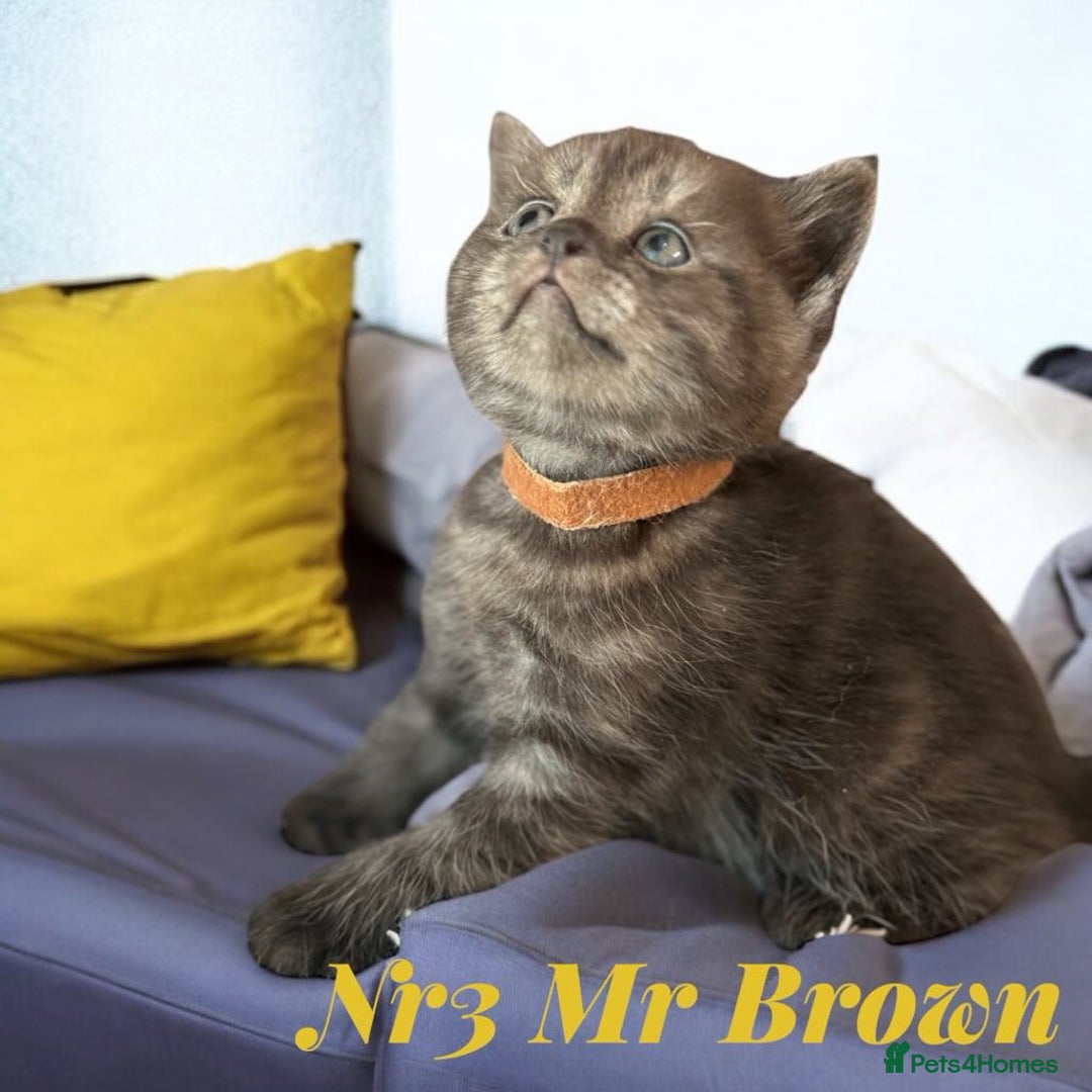 Scottish Fold cats for sale: 5 Full Pedigree Scottish Fold/Straight Kitens - Image 21