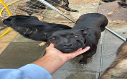 Mixed Breed dogs for adoption: Jack - Norwich Norfolk  - Image 1