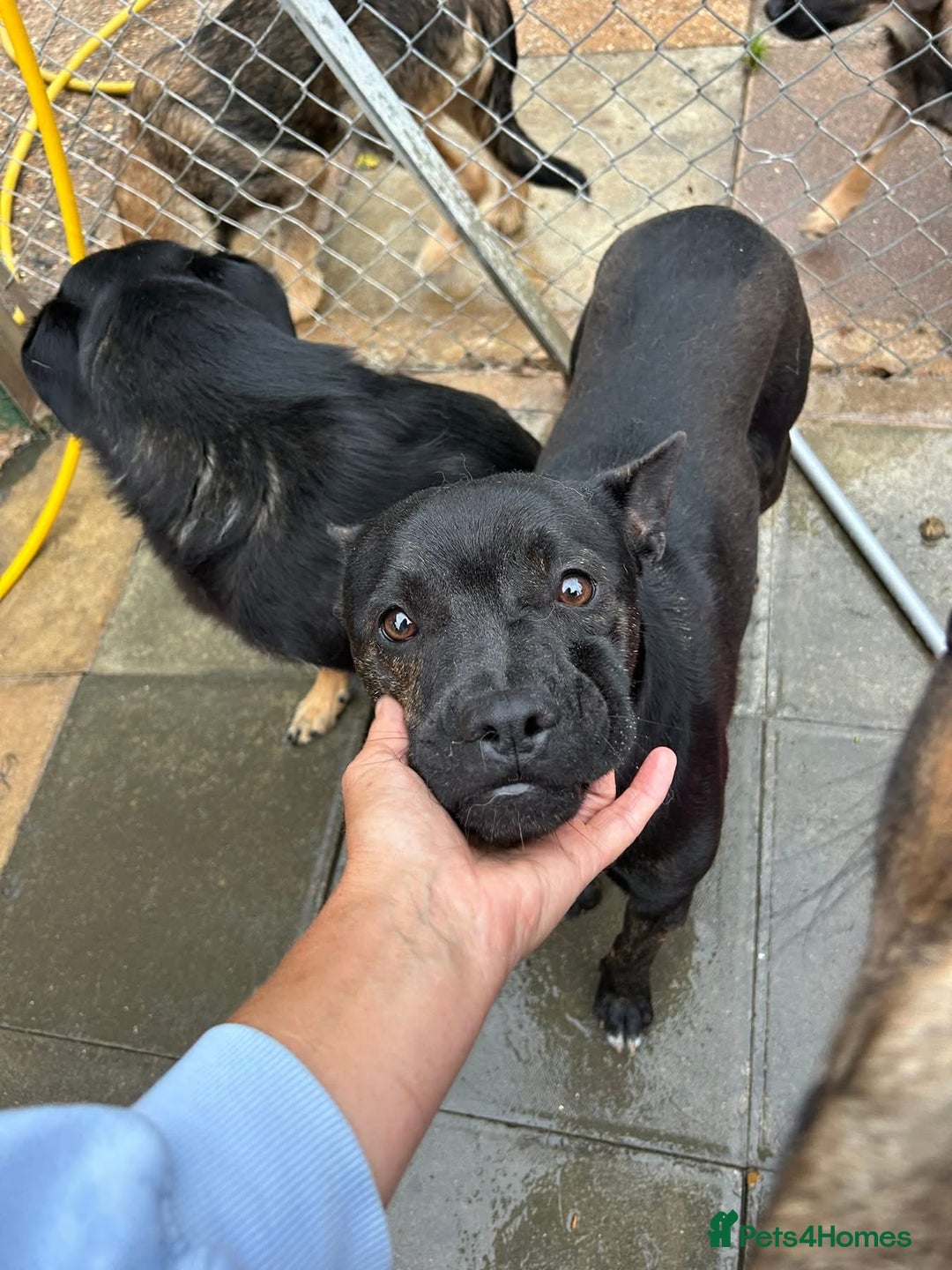 Mixed Breed dogs for adoption: Jack - Norwich Norfolk  - Image 1