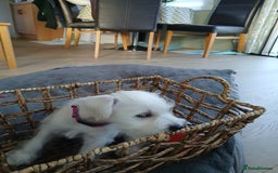 Miniature Schnauzer dogs for sale: Adorable white schnauzer puppy-last one left now  - Image 8
