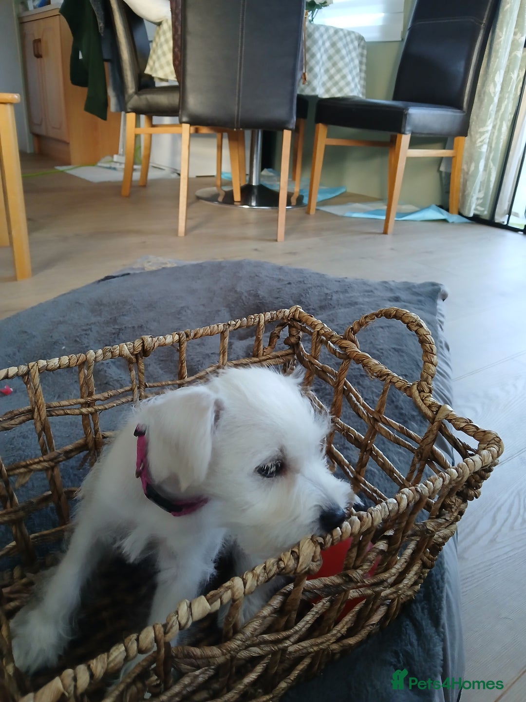 Miniature Schnauzer dogs for sale: Adorable white schnauzer puppy-last one left now  - Image 8