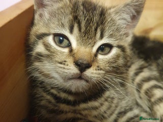 Mixed Breed cats Half Scottish fold kittens ready now 😸 - Advert 1