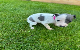 Whippet dogs for sale: ⭐️ KC Whippet pups blue and white. ⭐️ - Image 16