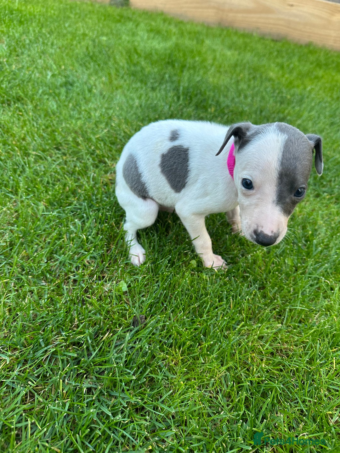 Whippet dogs for sale: ⭐️ KC Whippet pups blue and white. ⭐️ - Image 16
