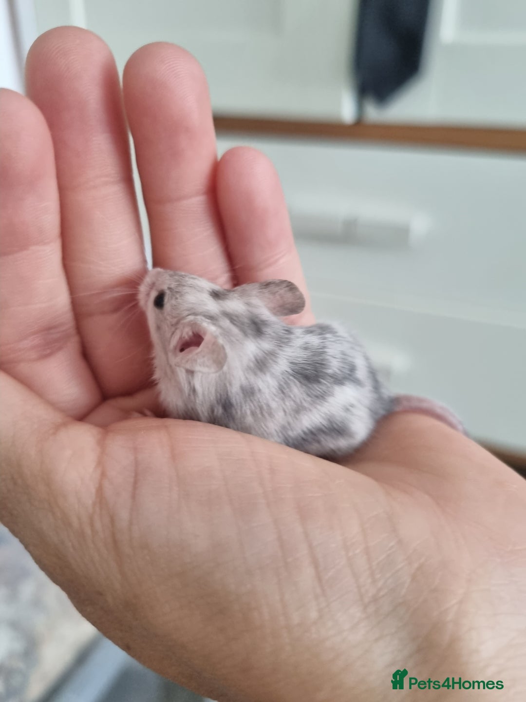 Mouse rodents for sale: Reserved! 1 boy  - Image 6