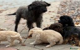 Mixed Breed dogs for sale: Lakeypoos Ready Now  - Image 13