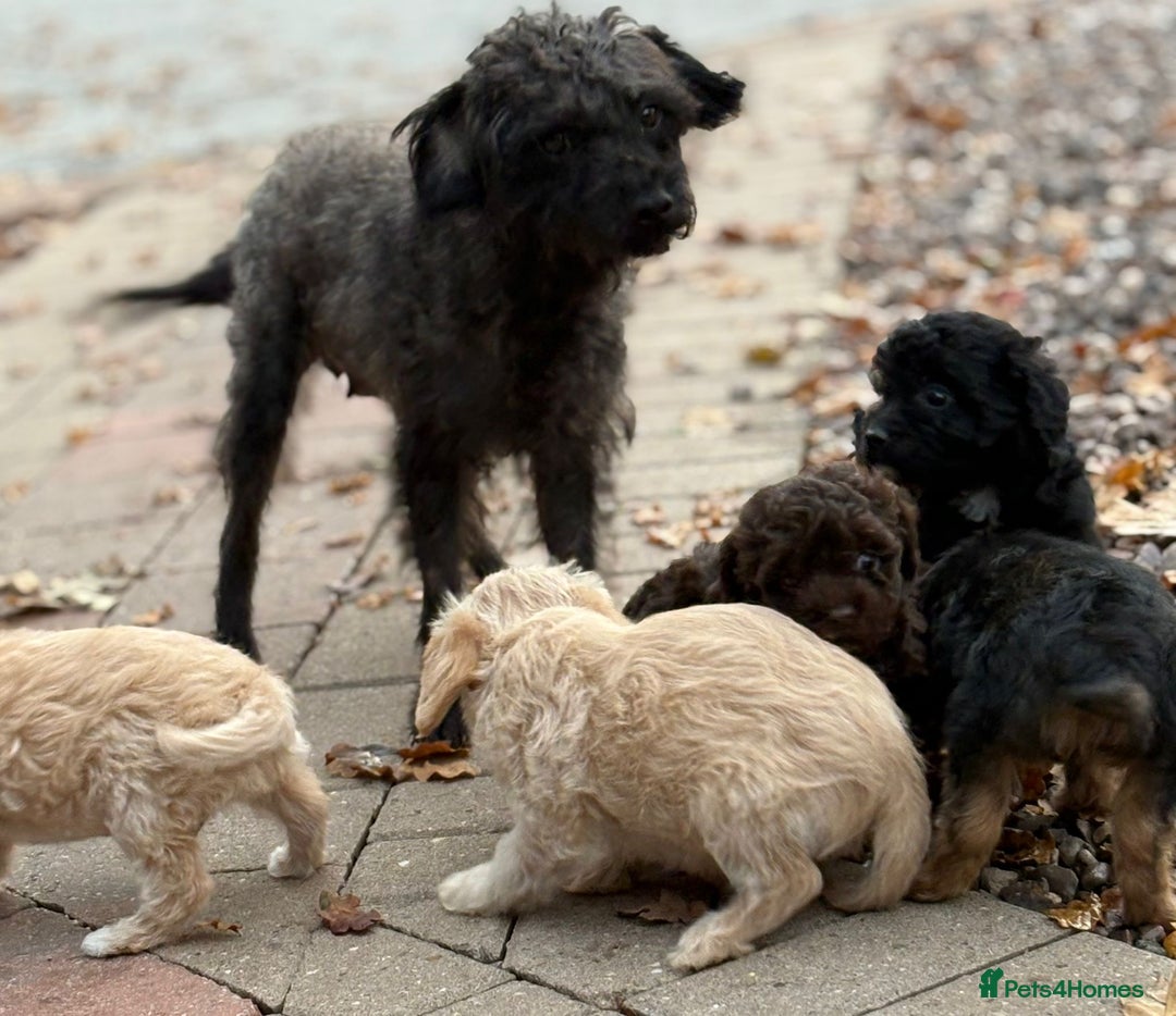 Mixed Breed dogs for sale: Lakeypoos Ready Now  - Image 13