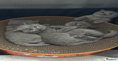 British Shorthair cats - Advert 3