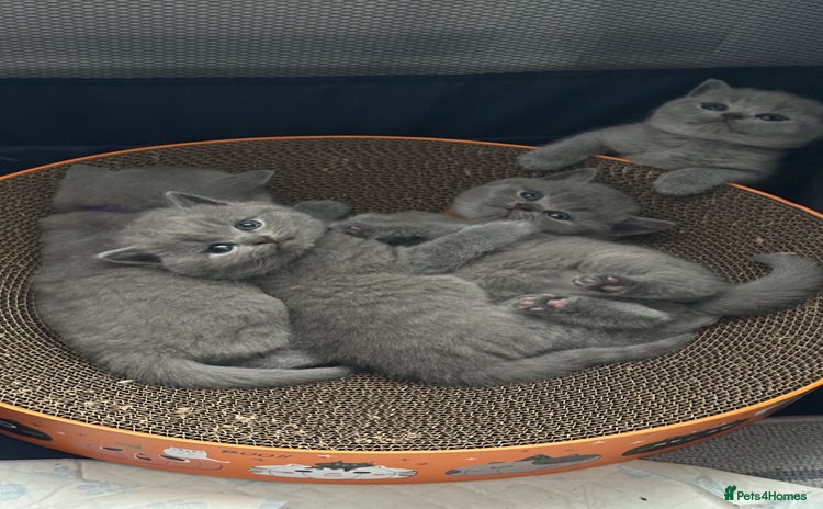 British Shorthair cats - Advert 4
