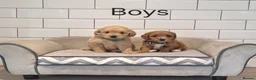 Cavapoochon dogs for sale: Beautiful Cavapoochons 💞 - Advert 12