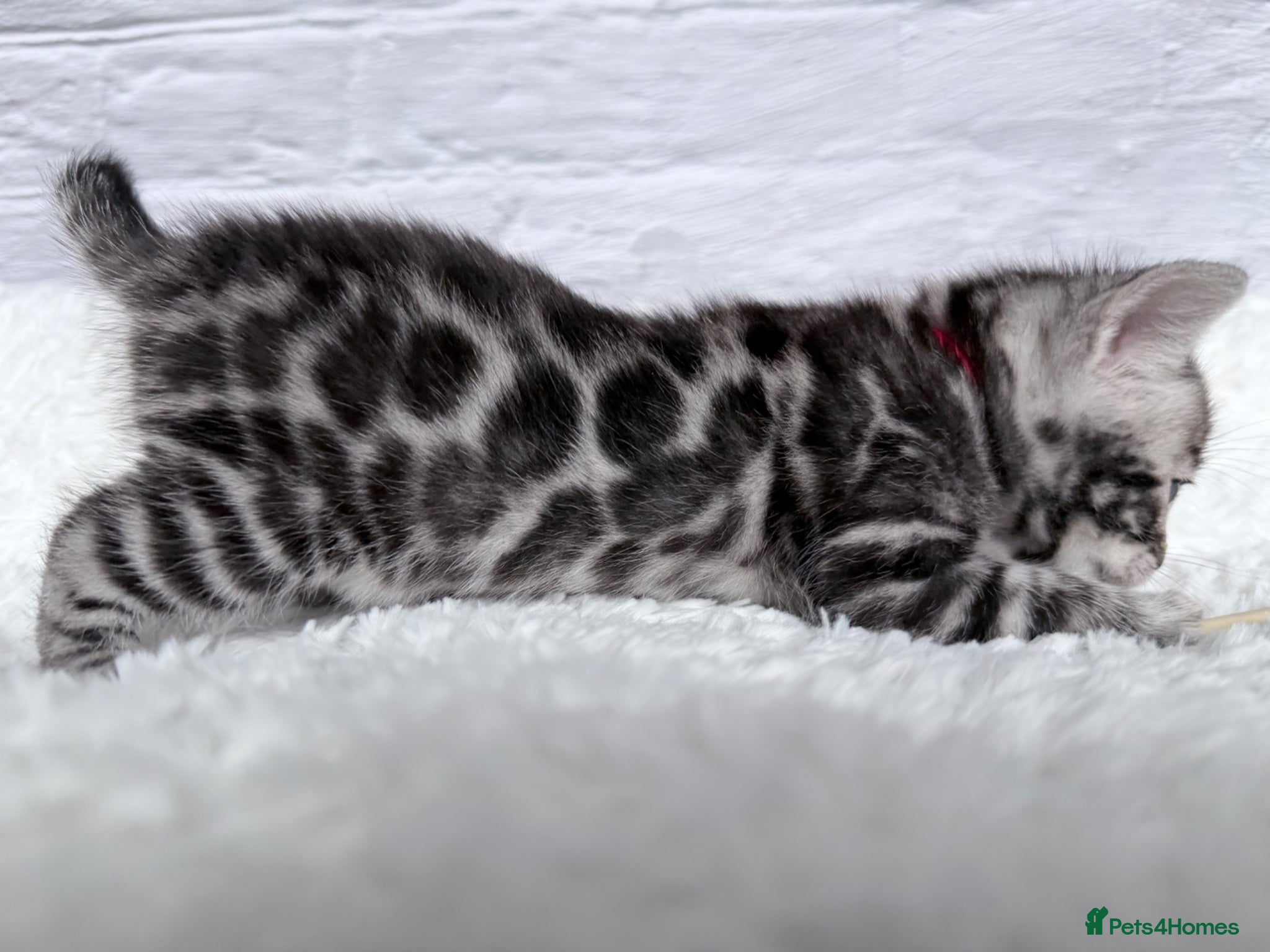 Bengal cats Exceptional Silver Bengal Kittens - Advert 2