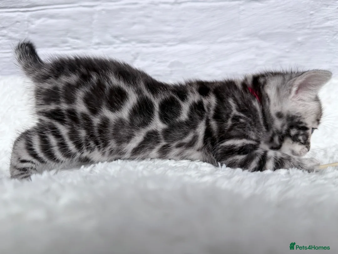 Bengal cats for sale: Exceptional Silver Bengal Kittens in Basingstoke - Advert 2