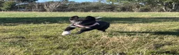 Mixed Breed dogs for sale: Socialised Husky x Malamute | Health tested 🐾 - Advert 2
