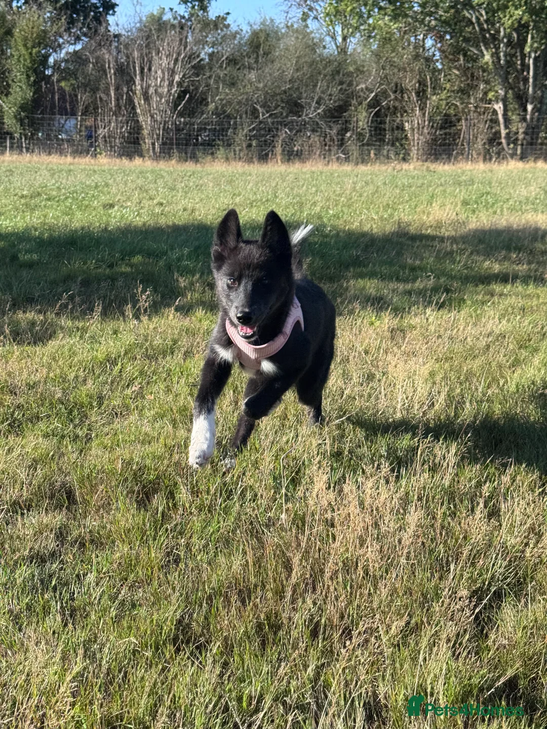 Mixed Breed dogs for sale: Socialised Husky x Malamute | Health tested 🐾 - Advert 2