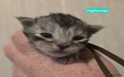Maine Coon cats for sale: Maine Coon Kittens Silver Imported Shaded Lines - Image 32