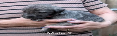 Irish Wolfhound Puppy 2