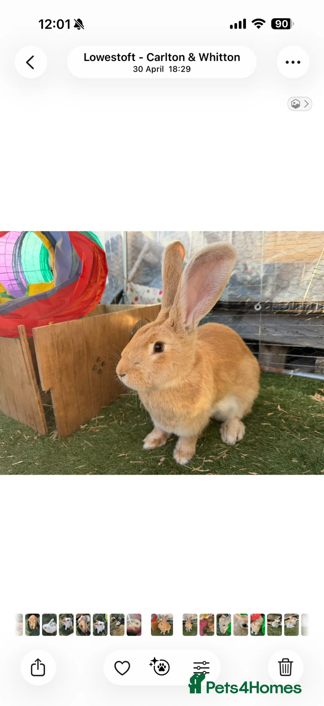 Mixed Breed rabbits for sale: Continental giants x French lop  - Advert 2