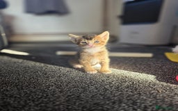 Abyssinian cats for sale: Abyssinian X Bengal Kittens - Image 12