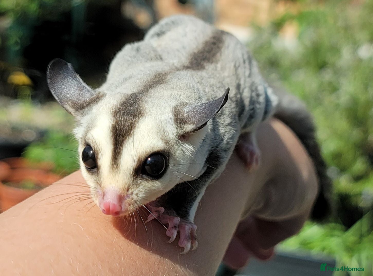 Sugar Glider rodents Sugar Glider Joeys - Advert 3