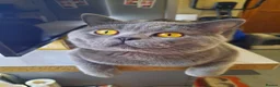 British Shorthair cats for stud: British shorthair blue boy for stud - Advert 7