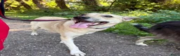Mixed Breed dogs for adoption: Ivy - Norwich Norfolk  in Norwich - Advert 5