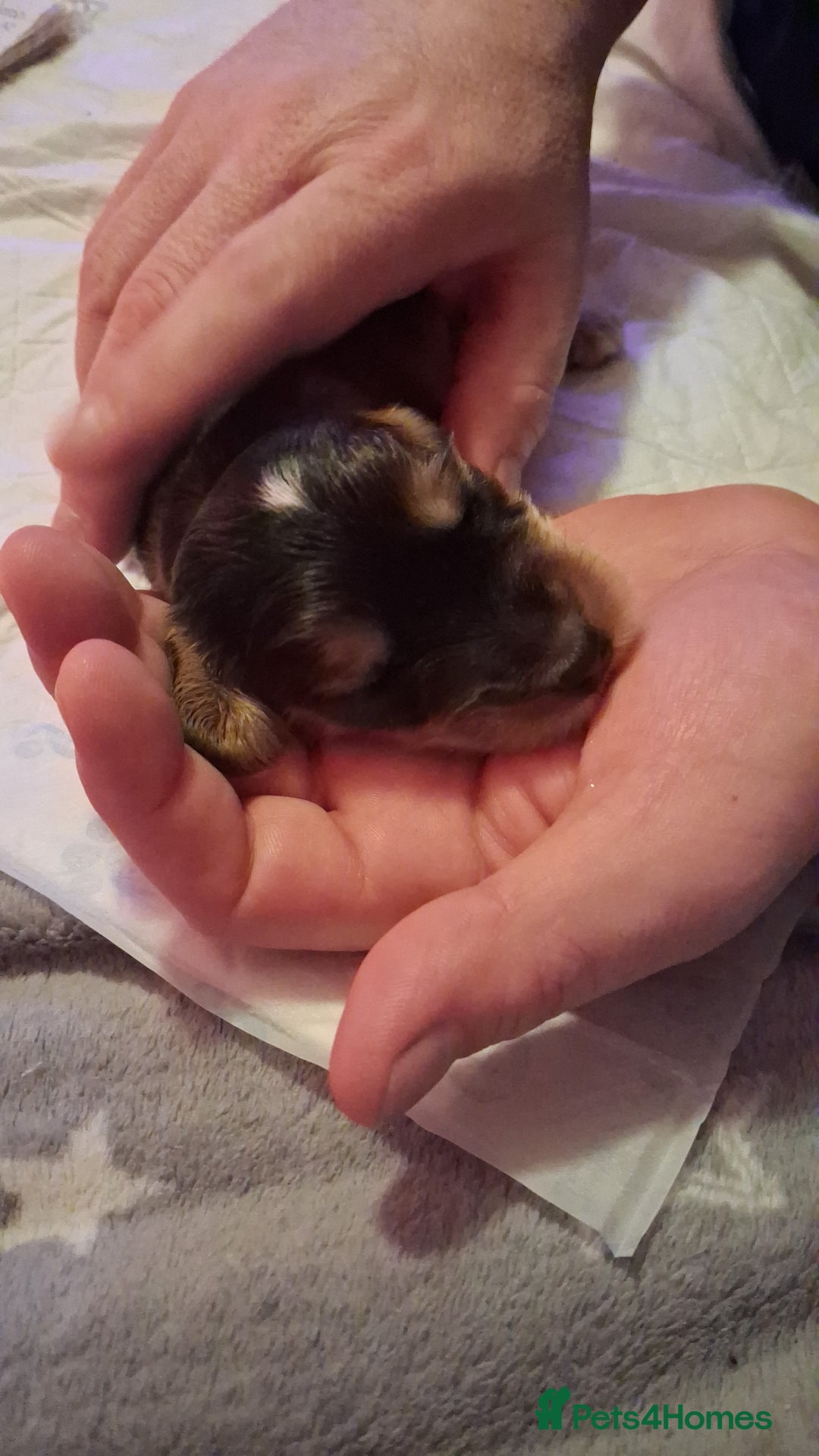 Cockapoo dogs for sale: Cockapoo puppies F2 - Advert 8