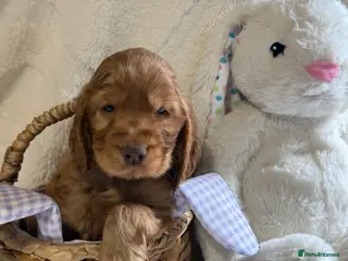 Cocker Spaniel dogs Stunning Show Cocker Spaniels - Advert 6