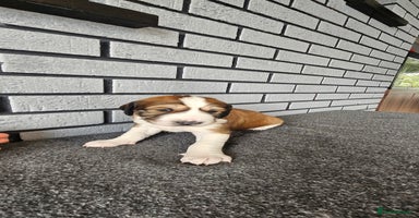 Saluki dogs - Advert 10