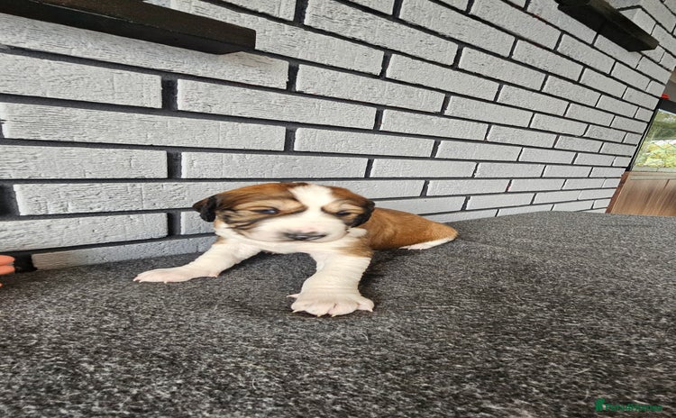 Saluki dogs - Advert 1