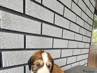 Saluki dogs - Advert 2