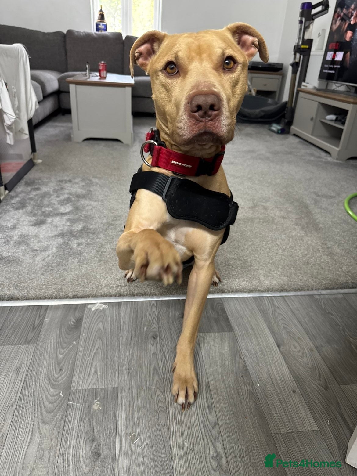 Mixed Breed dogs 2 year old male staffy cross  - Advert 8