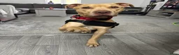 Mixed Breed dogs for sale: 2 year old male - Advert 2
