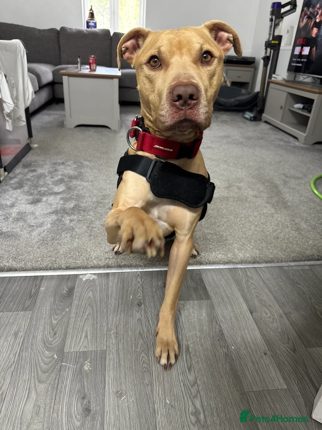 Mixed Breed dogs for sale: 2 year old male - Advert 2