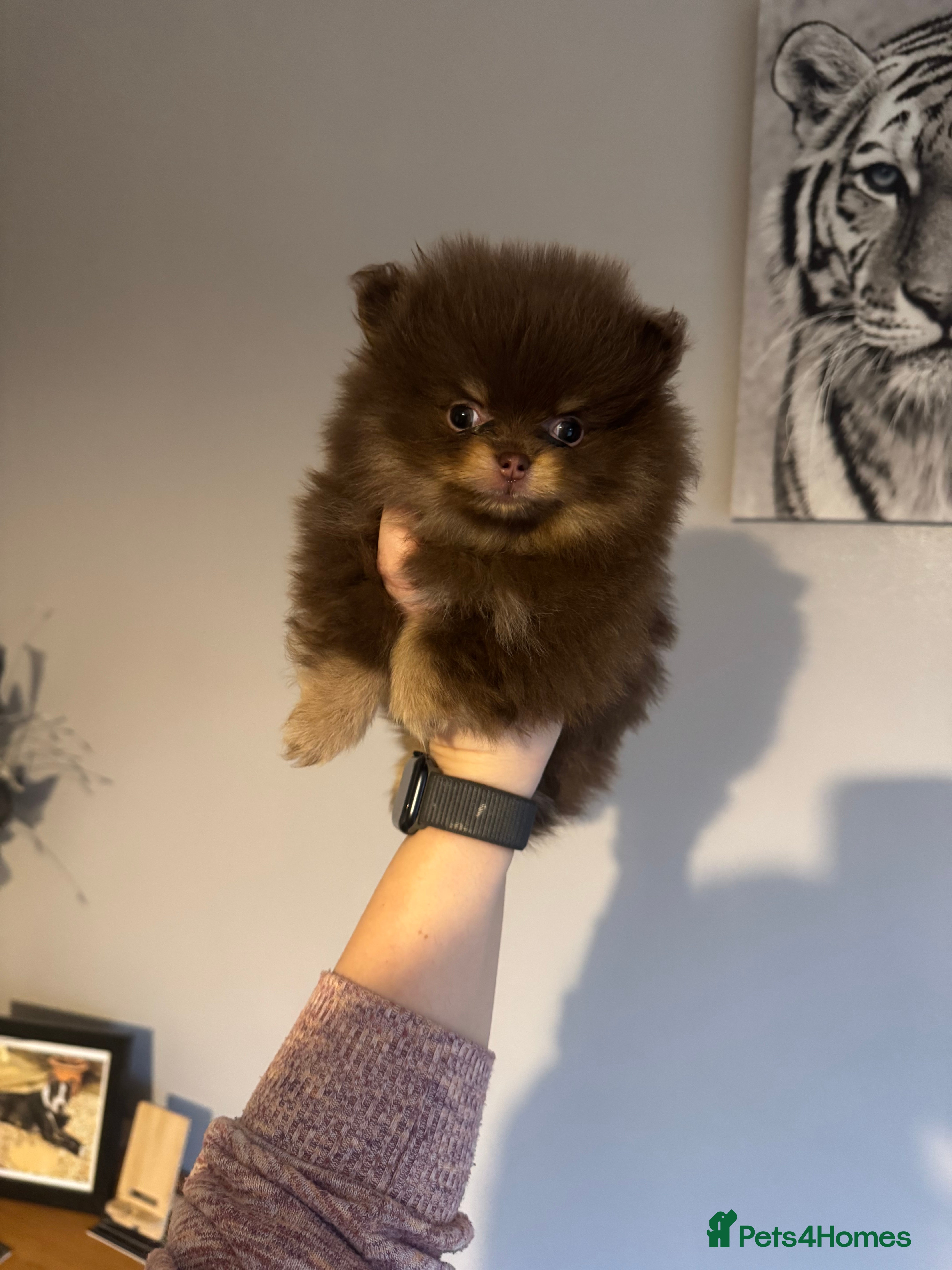Pomeranian dogs New videos just added - Advert 10