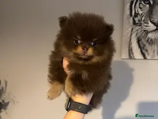 Pomeranian dogs New videos just added - Advert 10