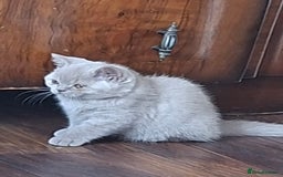 British Shorthair cats for sale: British Blue Short-hair 4 kittens for sale  - Image 32
