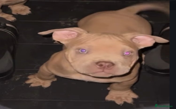American Bully dogs - Advert 4