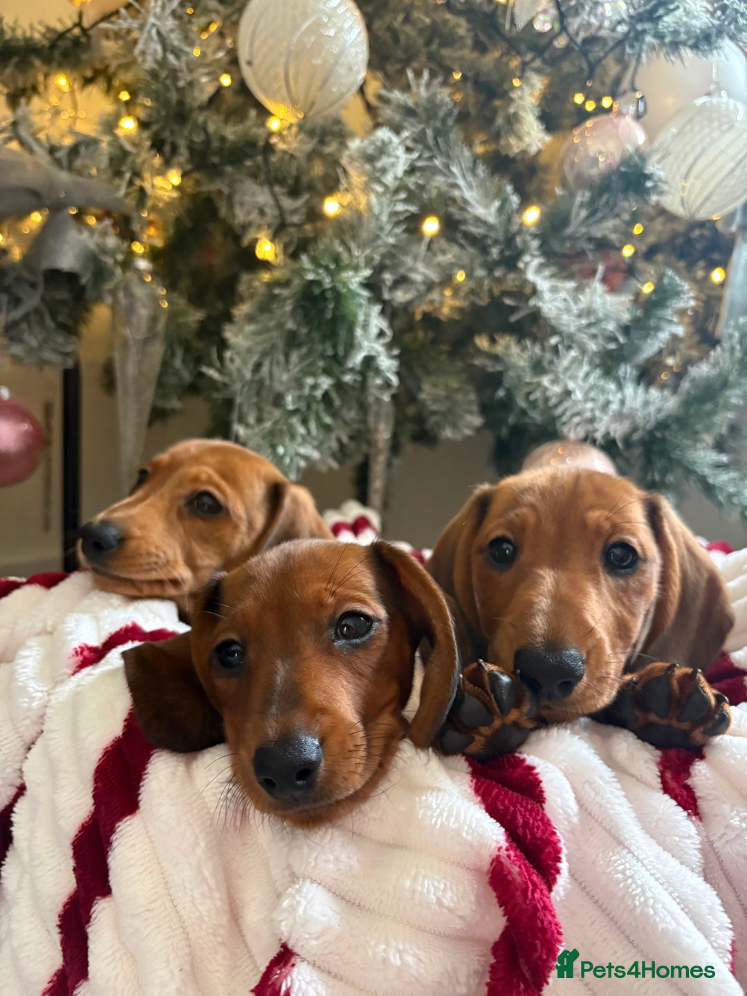 Dachshund dogs for sale: Beautiful dachshunds ready to leave now - Advert 13